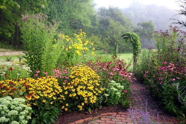 Black Eyed Susan
