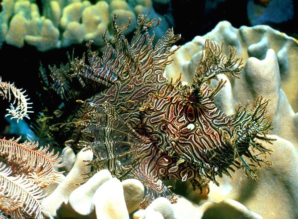 Leafy Scorpionfish