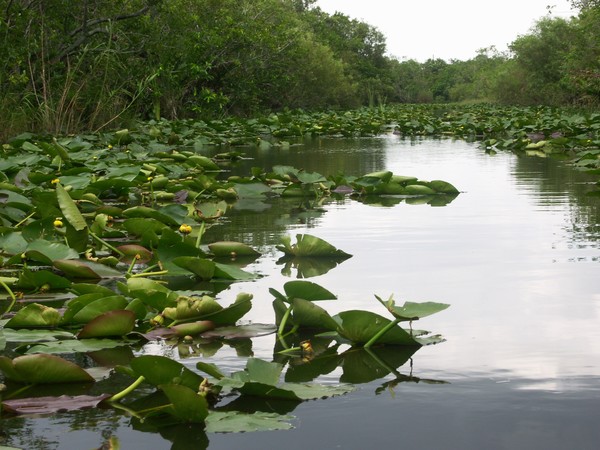 Everglades