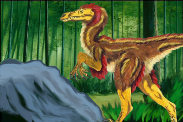 Raptor in woods