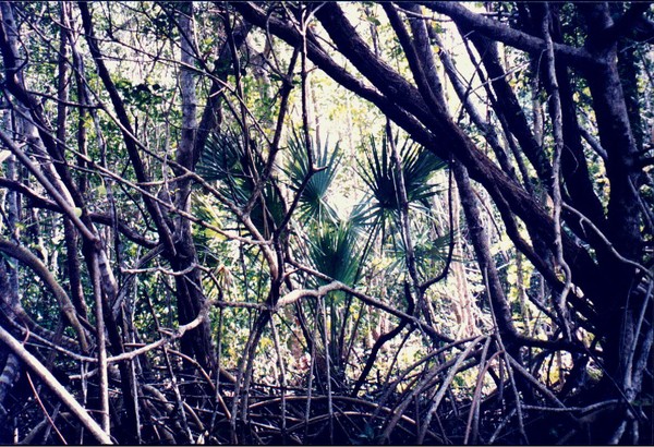 palm in the mangroves