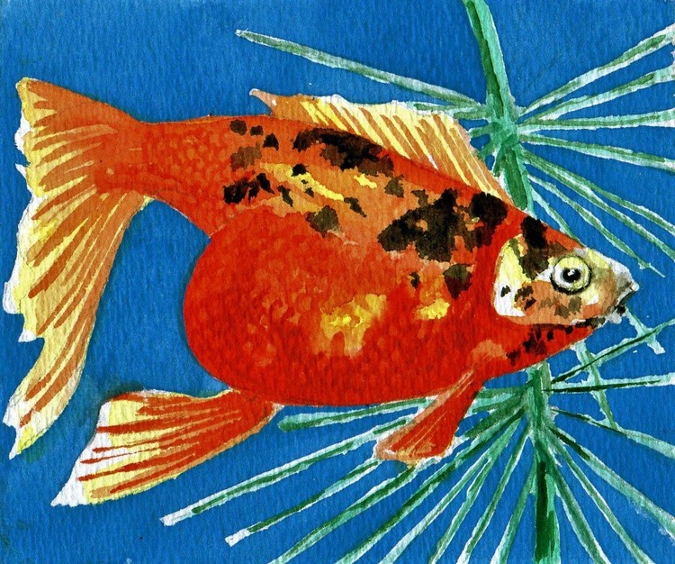 gold fish three