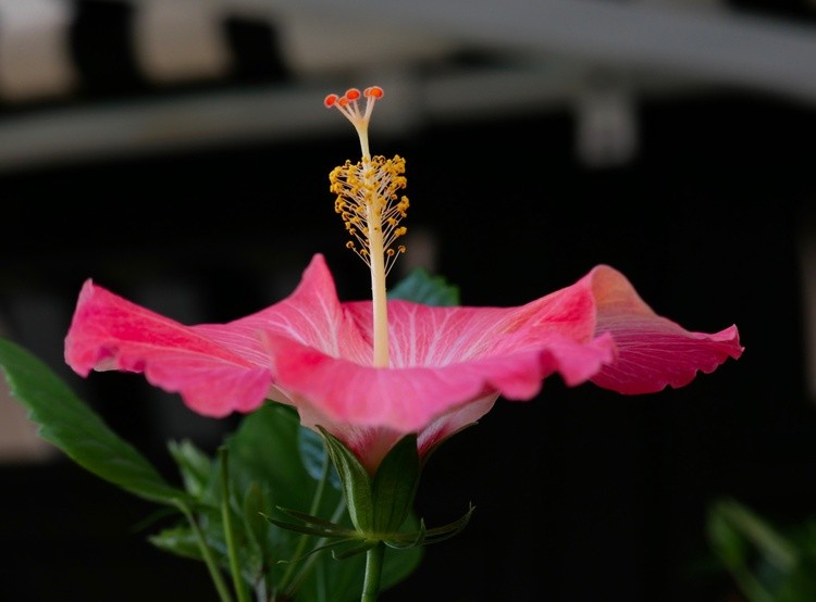 Flor6