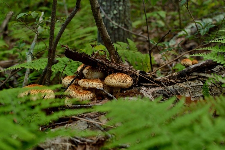 Pholiota squarrosa