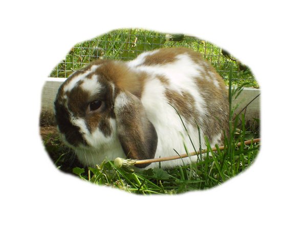 Pip 1