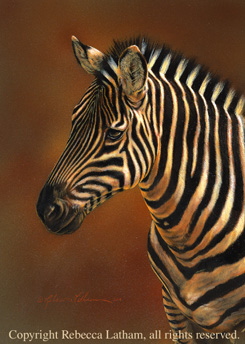 Zebra Study