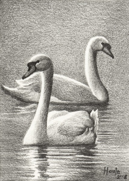 Lord & Lady of the Lake - Swans 