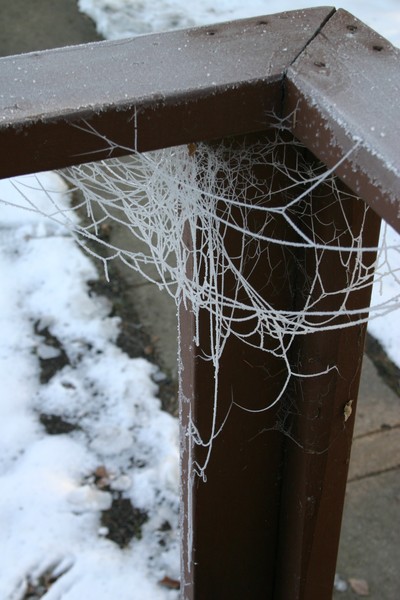 Frosty Web