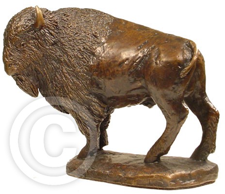 American Bison