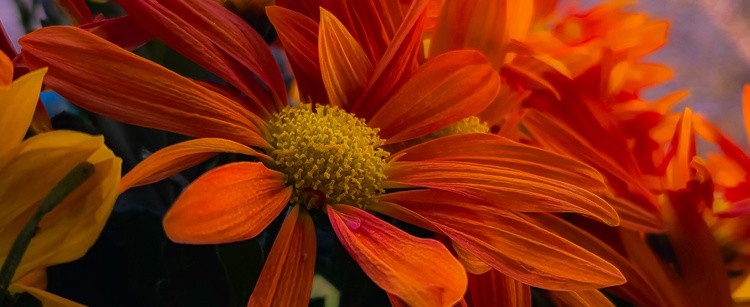 7 stack mums