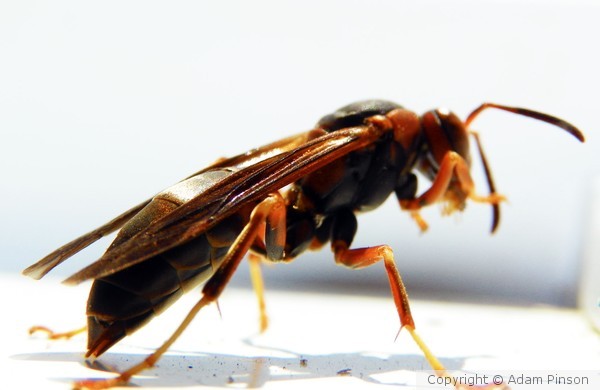 Hornet Close Up