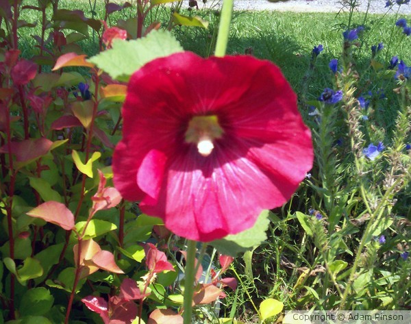 The Garden 01