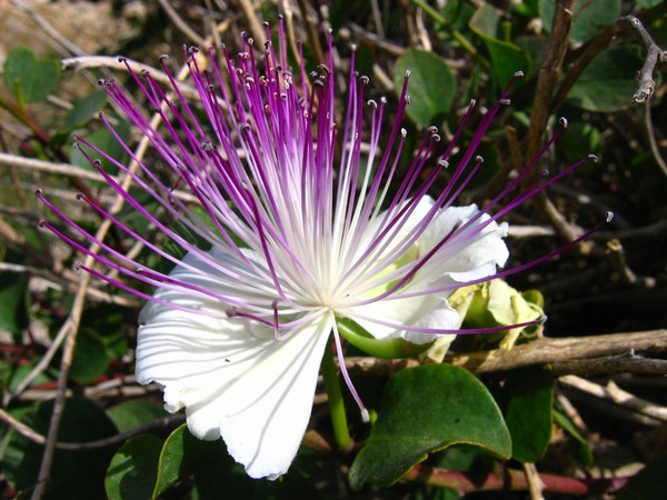 Caper flower