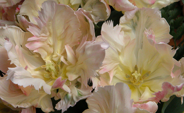 Pastel tulips