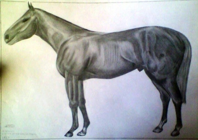 Old horse profile drawing