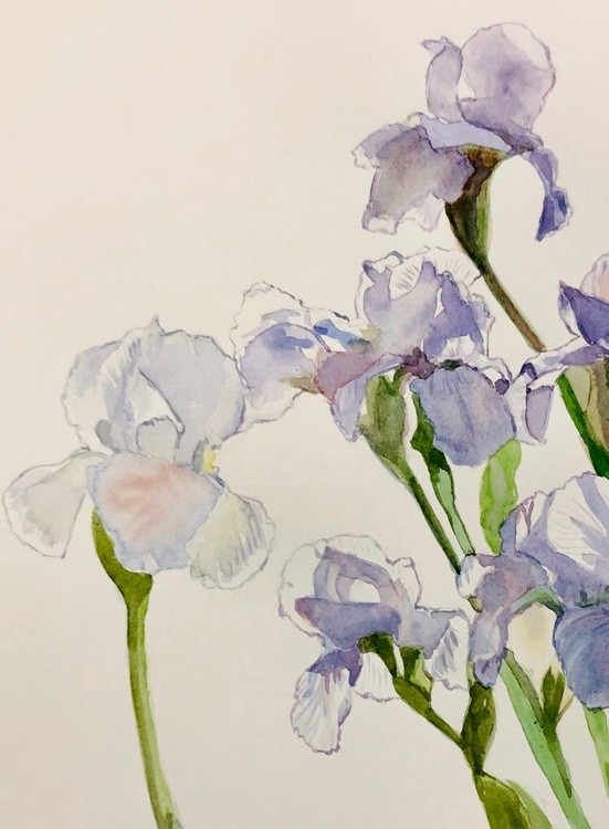 Irises in bloom 