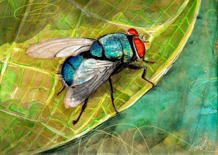 Fly