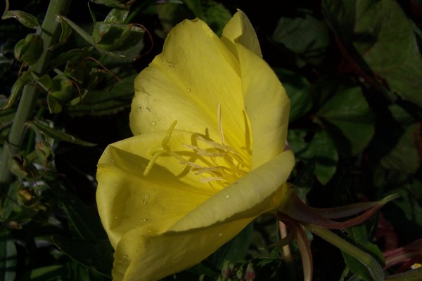 Moonflower