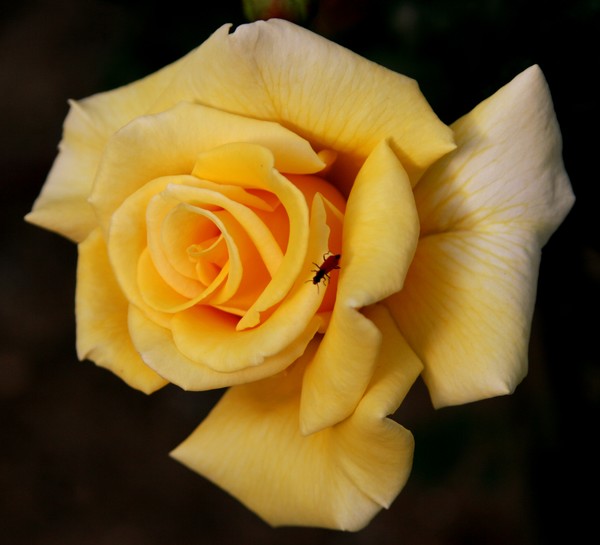 Yellow Rose of Friendship