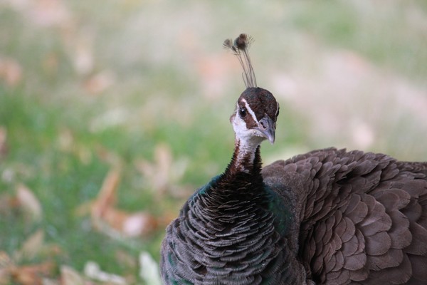 Female Peacock