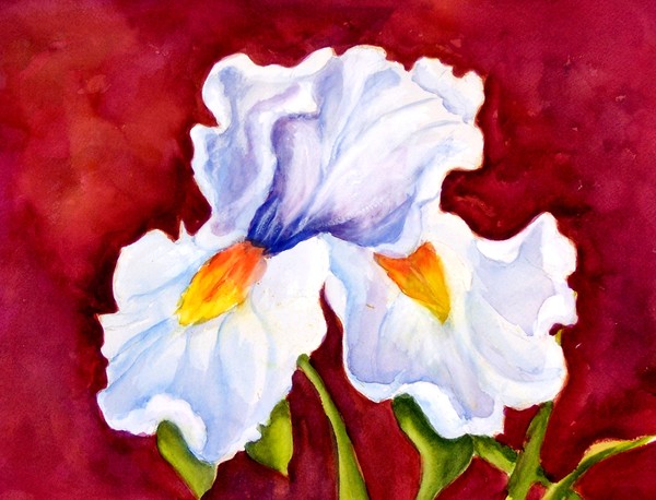 White Iris