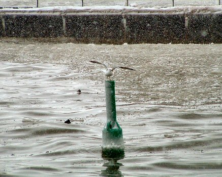 any bouy in a storm