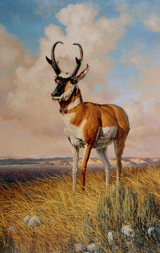 Ridge Runner