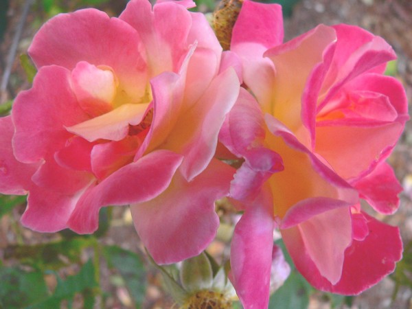 Two Roses