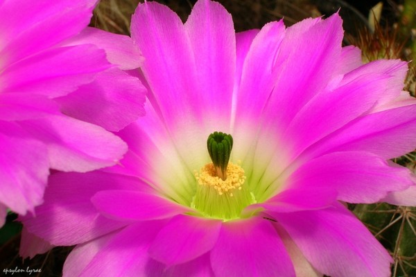 Fluorescent