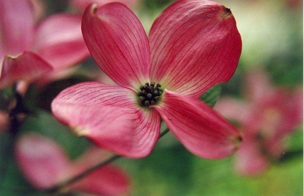 Dogwood Mandala
