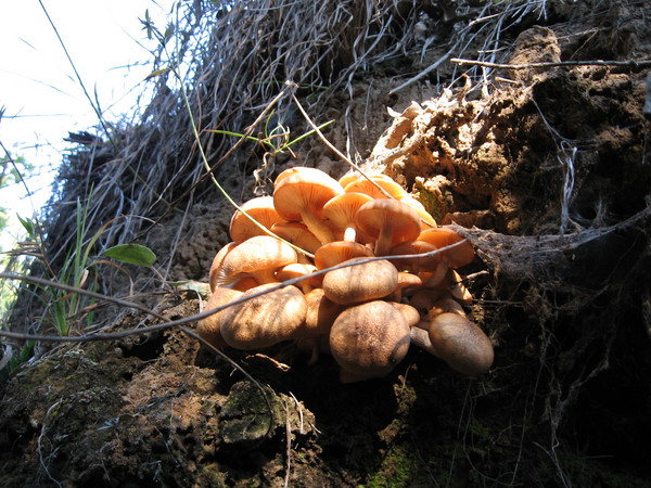 Mushrooms in a Hole