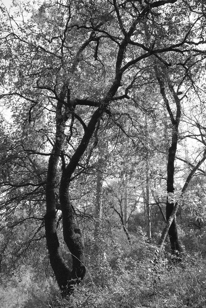 Auburn Trail 1 Grayscale