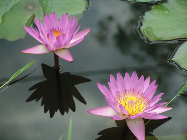 Lotus flower