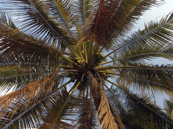 coconut tree