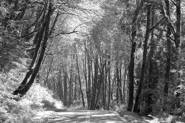 Lonesome Road