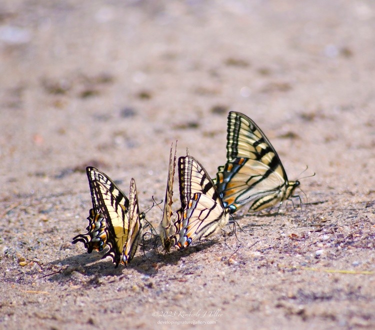 Eastern Tiger Swallowtails P5546