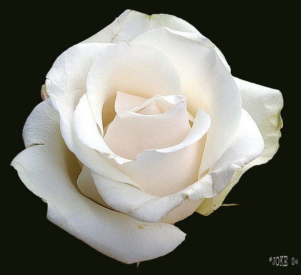 Good morning rose