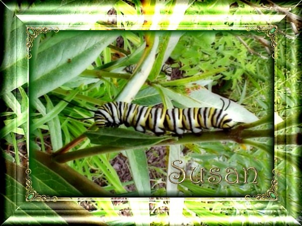 Catepillar