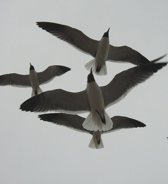 Galveston Gulls