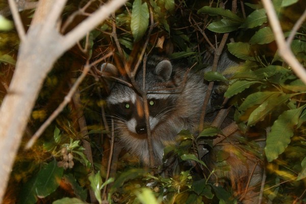 Nightime Visitor