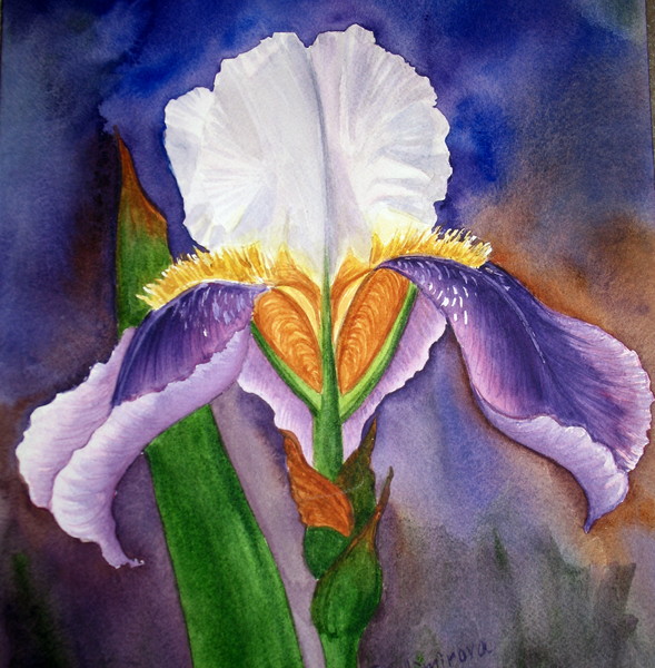 Single Iris