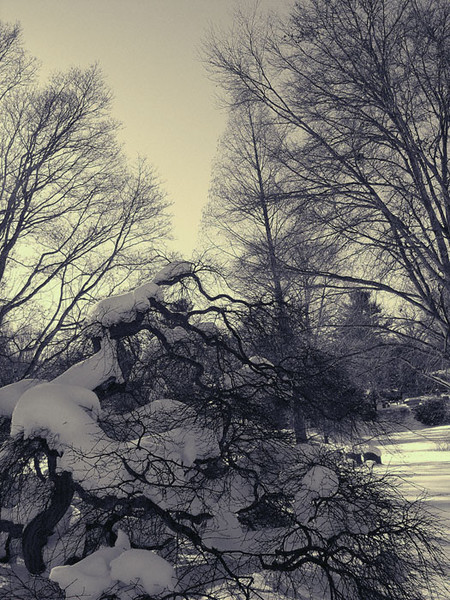 Cambridge Winter
