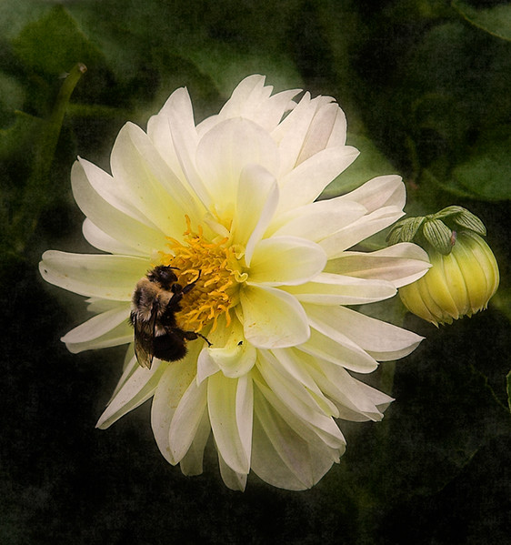 Bee and Dahlia