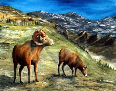 Rocky Mountain Big Horns