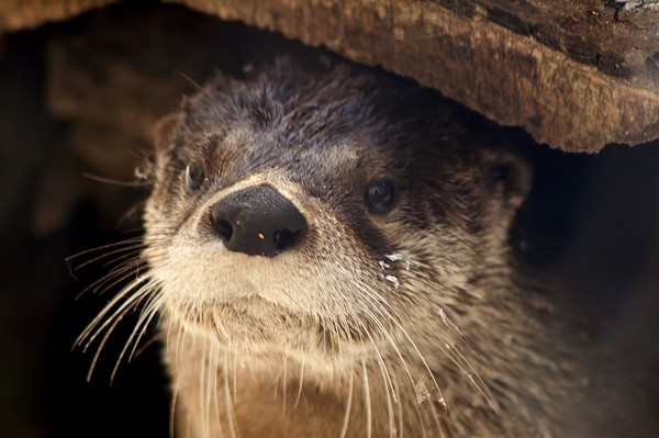  One playful Otter
