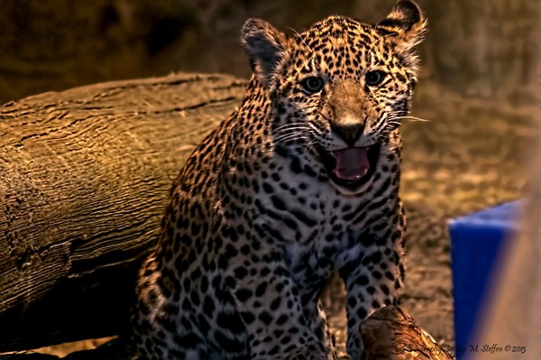 Baby Jaguar