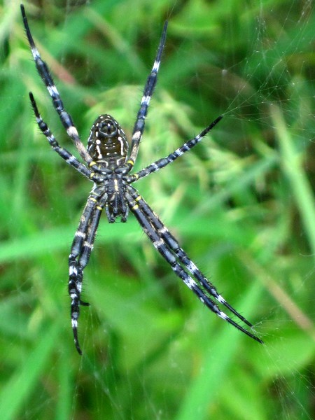 Indonesian spider