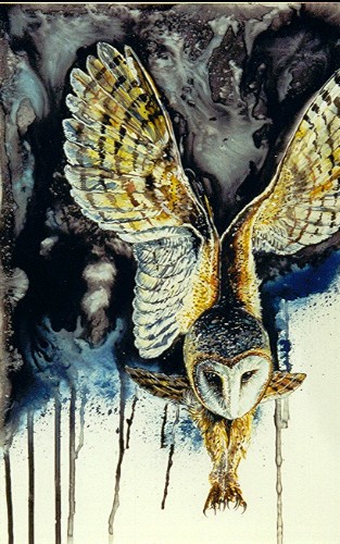 Barn owl in Flight