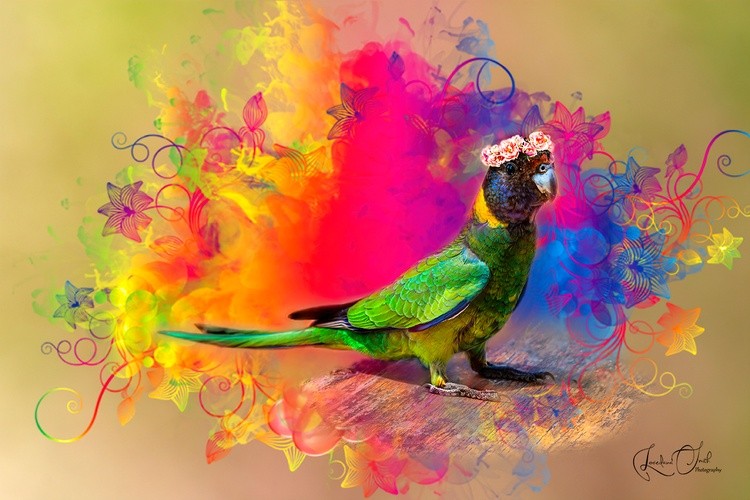 Australian Ringneck Parrot