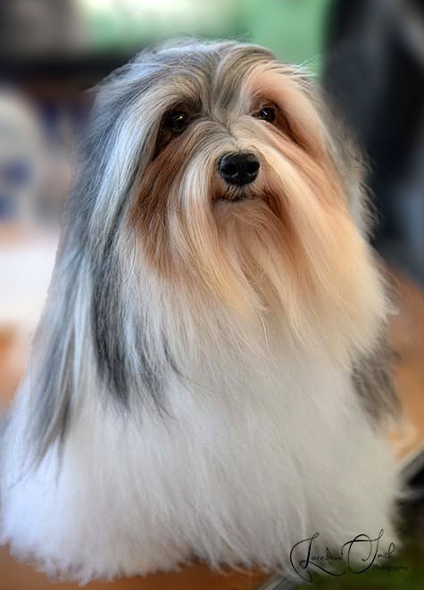 Havanese